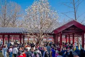 春日赏花！沈阳这株白玉兰火了图片