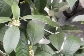 你家门口的桂花开了吗？杭州入秋有最新消息图片