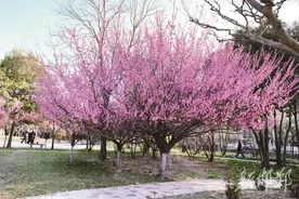 打开限时版“赏花地图” 看这繁花盛开的邯郸图片