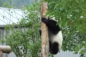 熊猫爬树不忘打包笋笋，网友：找个风景独好的地方吃独食图片