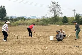 玉屏：田间孕希望 黄精种植忙图片