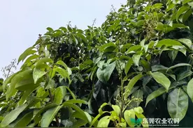 @东莞荔农，又是一年花开，春季管理注意过四关图片