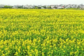 巢湖：油菜花开“金”满地图片