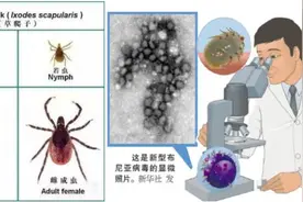 警惕｜女子被猫咬伤后呕吐、低热……原来是跟这种病毒有关→图片