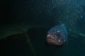 海南三亚：在海洋牧场看缤纷水下世界图片