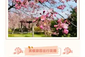 2025上海樱花节交通出行攻略图片