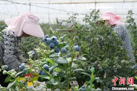 “洋水果”变身“土特产”：中国产蓝莓成“抢手货”图片