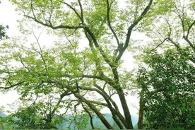 新物种+1，我国首次在岩溶地区发现椴树属植物图片