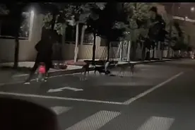 男子遛四只狗未牵绳致小猫被咬死，已赔偿！犬只送至机构管理图片