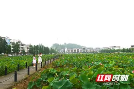 新邵：夏日荷花始盛开 香远益清迎客来图片