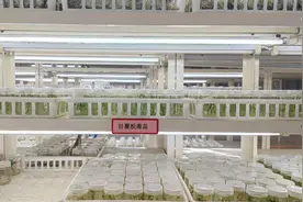 推广良种 产业注入芯能量图片
