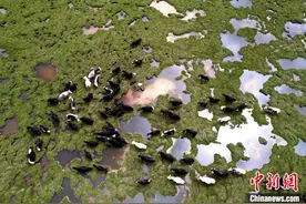 2023澜湄国际影像周：摄影师走进查旦湿地 呼吁关注生态图片