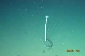 万米深渊之下：中国科学家揭秘海底世界的基因奥秘与生命奇迹图片