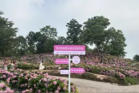夏日颜值担当登场 惠水百亩绣球花等你来打卡图片