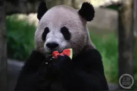 “吃瓜萌货”集合啦！重庆动物园量身定制“消暑盛宴”让动物舒适度夏图片
