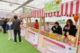 番茄又出新品种，上海金山区番茄种植年产值超7000万元图片