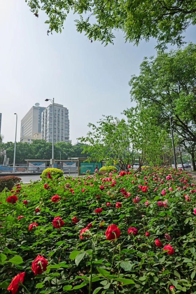 五月限定！西城花事正盛，赴一场初夏浪漫之约