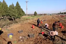 药香飘满田间地头！滕州“苦”地黄种出“甜”生活图片
