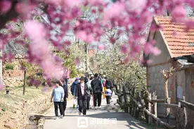 樱海觅春风！日照街道九条沟樱花节：融合振兴点亮“诗与远方”图片