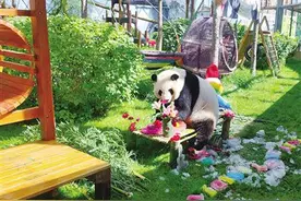 双胞胎大熊猫七夕庆生图片