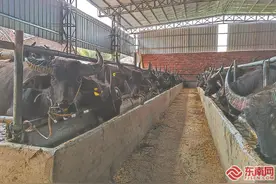 龙岩市永定区：让牛产业“牛”起来图片