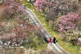 江苏扬州：梅花绽放醉游人图片