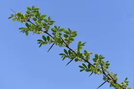 自然科普|昆嵛山物种日历之刺榆图片