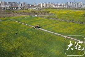 合肥瑶海350亩油菜花海醉游人图片