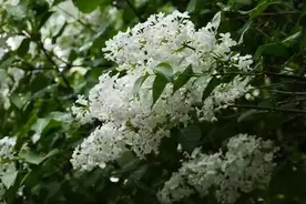 北京发布“春日十大赏花胜景地”，快来打卡！图片