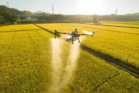 南粤大地春来早 “税惠润苗”田间茂图片