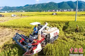 航拍广西岑溪万亩稻田 夏日田园“丰”景如画图片