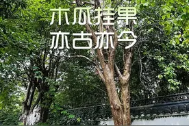 金山文宗阁内，藏着一棵两百多年的“降龙木”图片