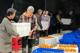 黔货出山！石阡4000斤耙耙柑销往东莞图片