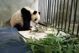 进村的野生大熊猫身患多种疾病：腹腔积液，肝脏损伤，右后腿腓骨有陈旧性骨折图片