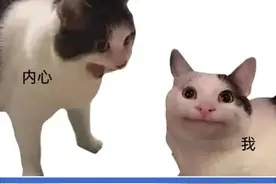 多少00后用「猫Meme」勇闯职场？图片
