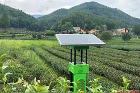 【两会时间 福建答卷】八闽茶园涌现一批数字新茶农图片