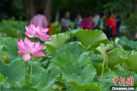 云南昆明：夏日乡村荷飘香图片