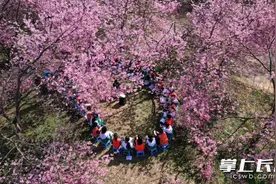 走，去樱花下上课！孩子们直呼“太浪漫”图片