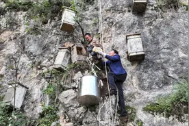 湖北丹江口：崖蜜丰收正当时图片