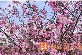 百万株海棠花盛开图片