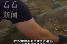 一万只牡蛎被投放至大海！英国积极修复贝类礁体图片