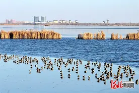 新闻分析｜晋升国家5A级旅游景区，衡水湖美在何处图片