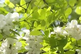 人间烟火气最抚凡人心 “舌尖上的春之味”唤醒味蕾图片