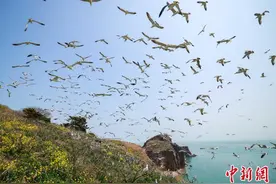 山东荣成：油菜花开海驴岛图片