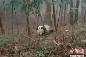 四川宝兴：村民偶遇野生大熊猫在林中活动图片