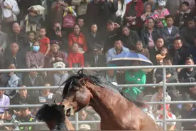 中国“马超”看融水| 60匹骏马激烈角逐 上演“马王争霸赛”图片