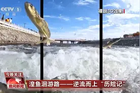 湟鱼洄游路丨危机四伏、甘于牺牲 解密湟鱼逆流而上“历险记”图片