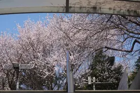 “花瀑”来了！北京这些地铁口，就是美！图片