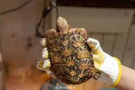 上海捣毁一交易球蟒等野生动物团伙 查获活体野生动物1400余只图片
