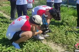 中新教育丨安徽师范大学团队为高效除草提供新方案图片